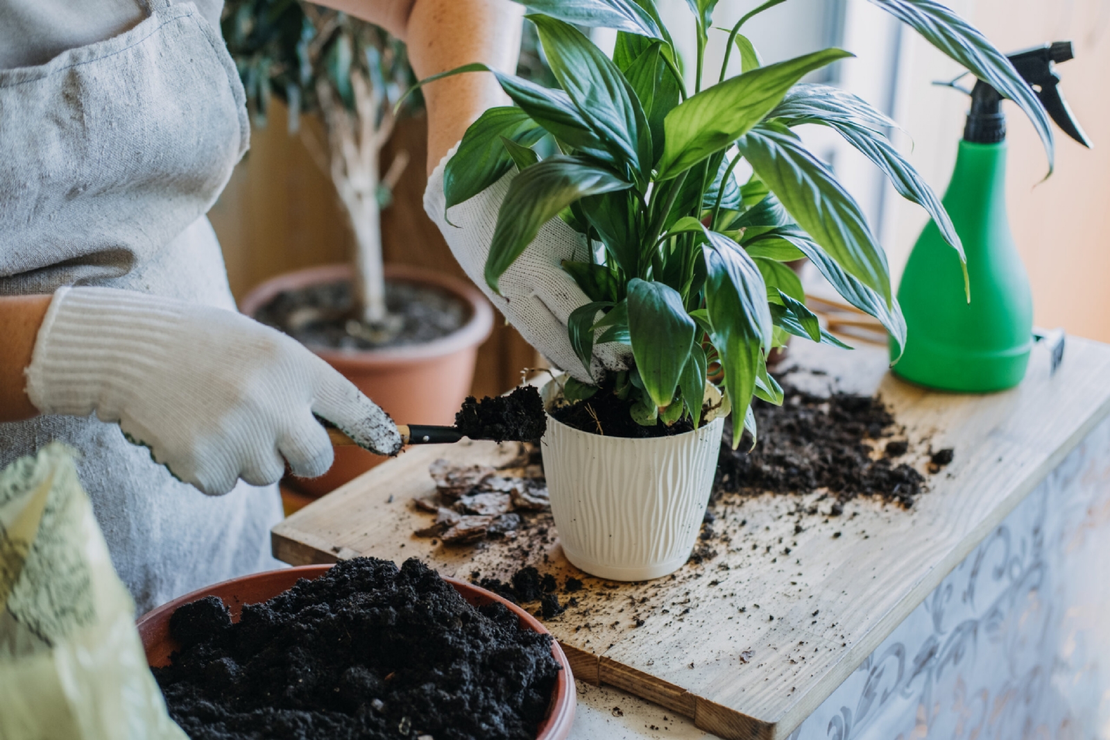 como-trasplantar-una-planta-scaled