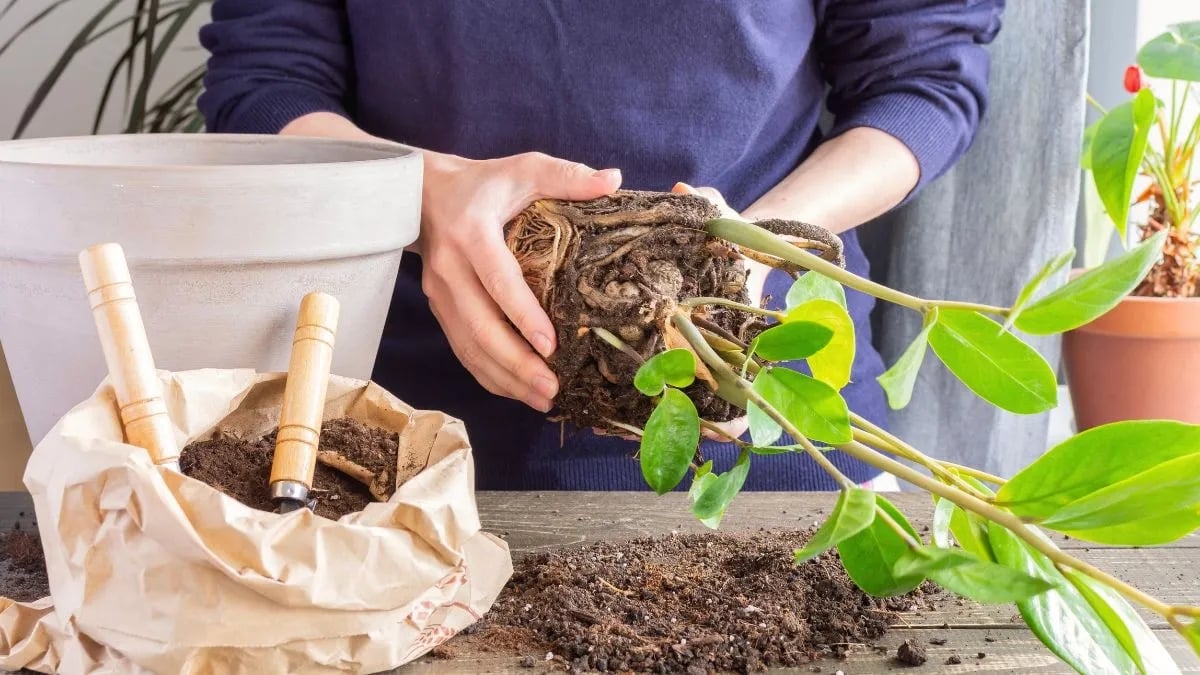 plantas-interior-cuidado-trasplantejpg