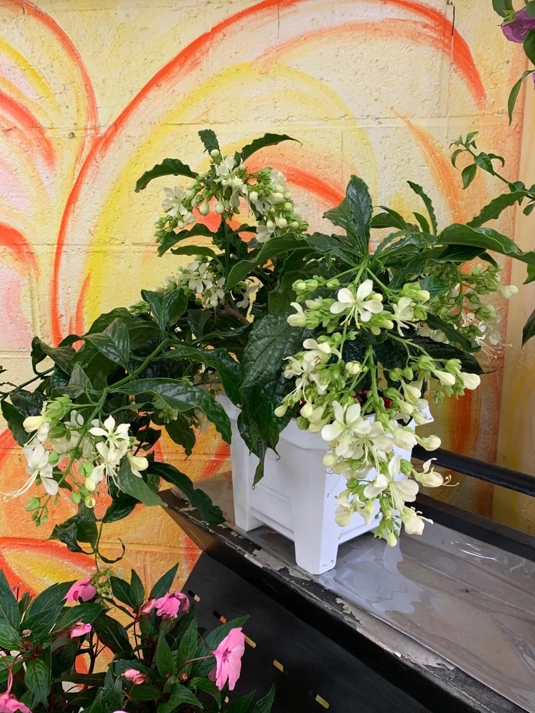 Planta 4