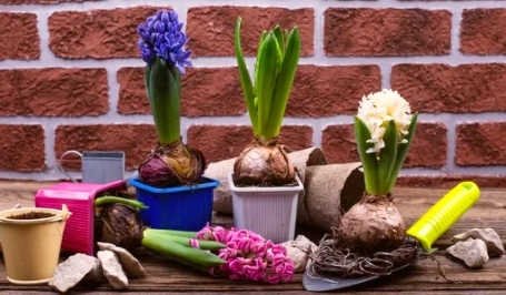 plantas bulbos 1