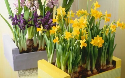 plantas bulbos 3