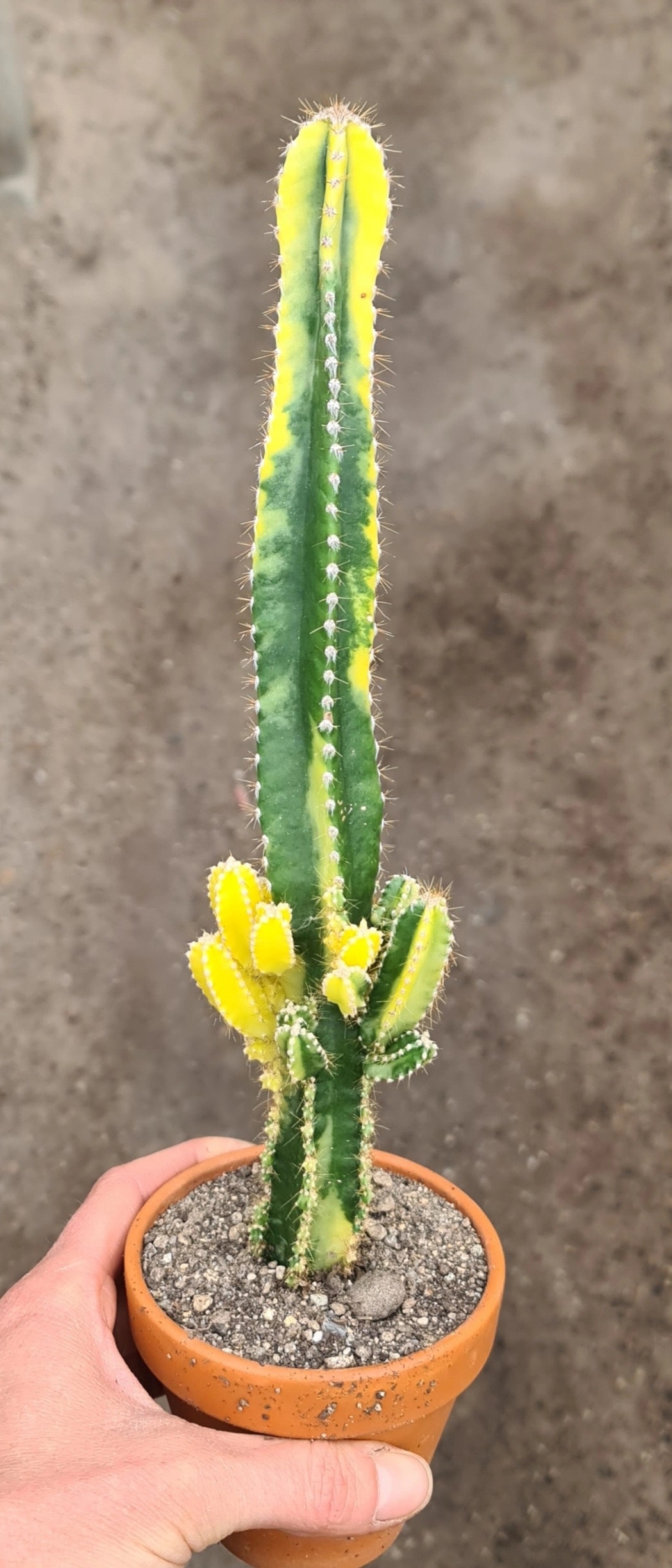 Suculenta 1