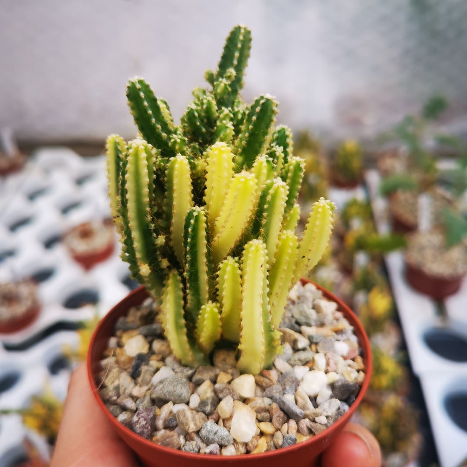 Suculenta 2