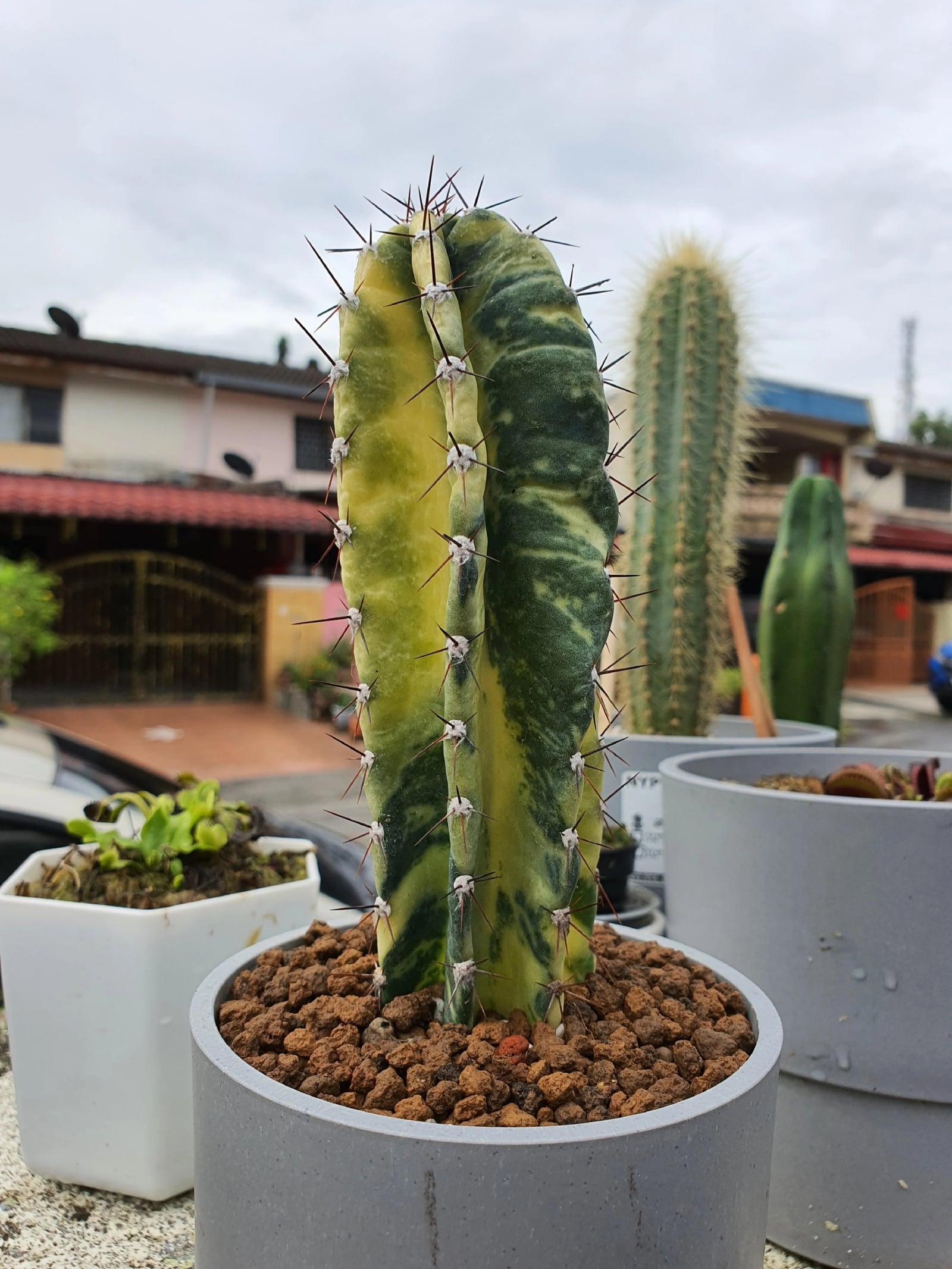 Suculenta
