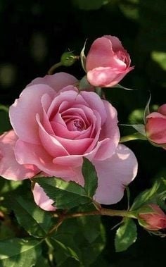 plantas 2 camelias fuente pinterest
