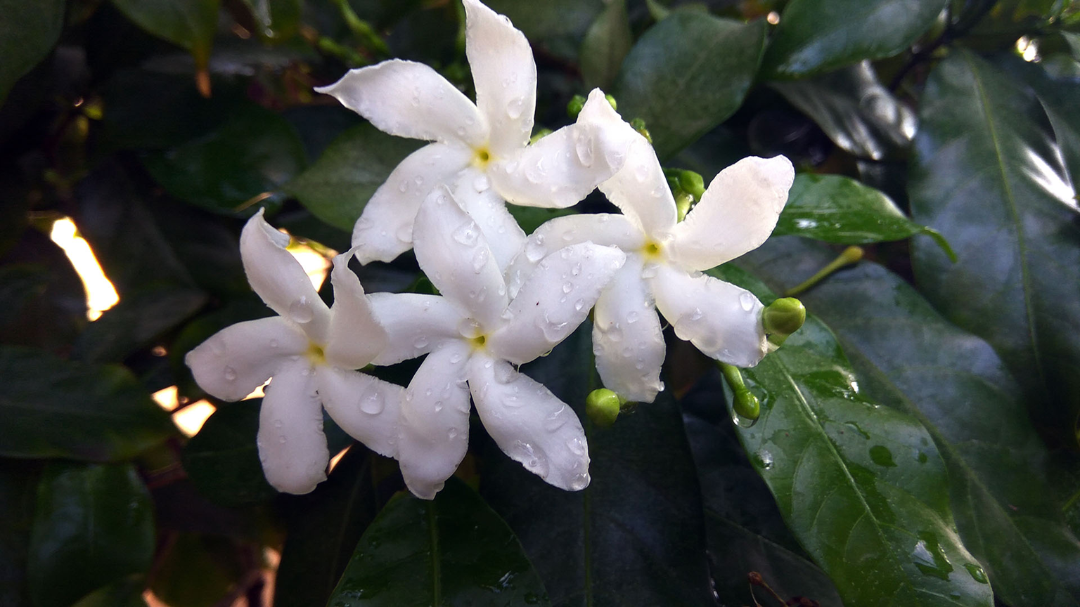 jazmin de limon