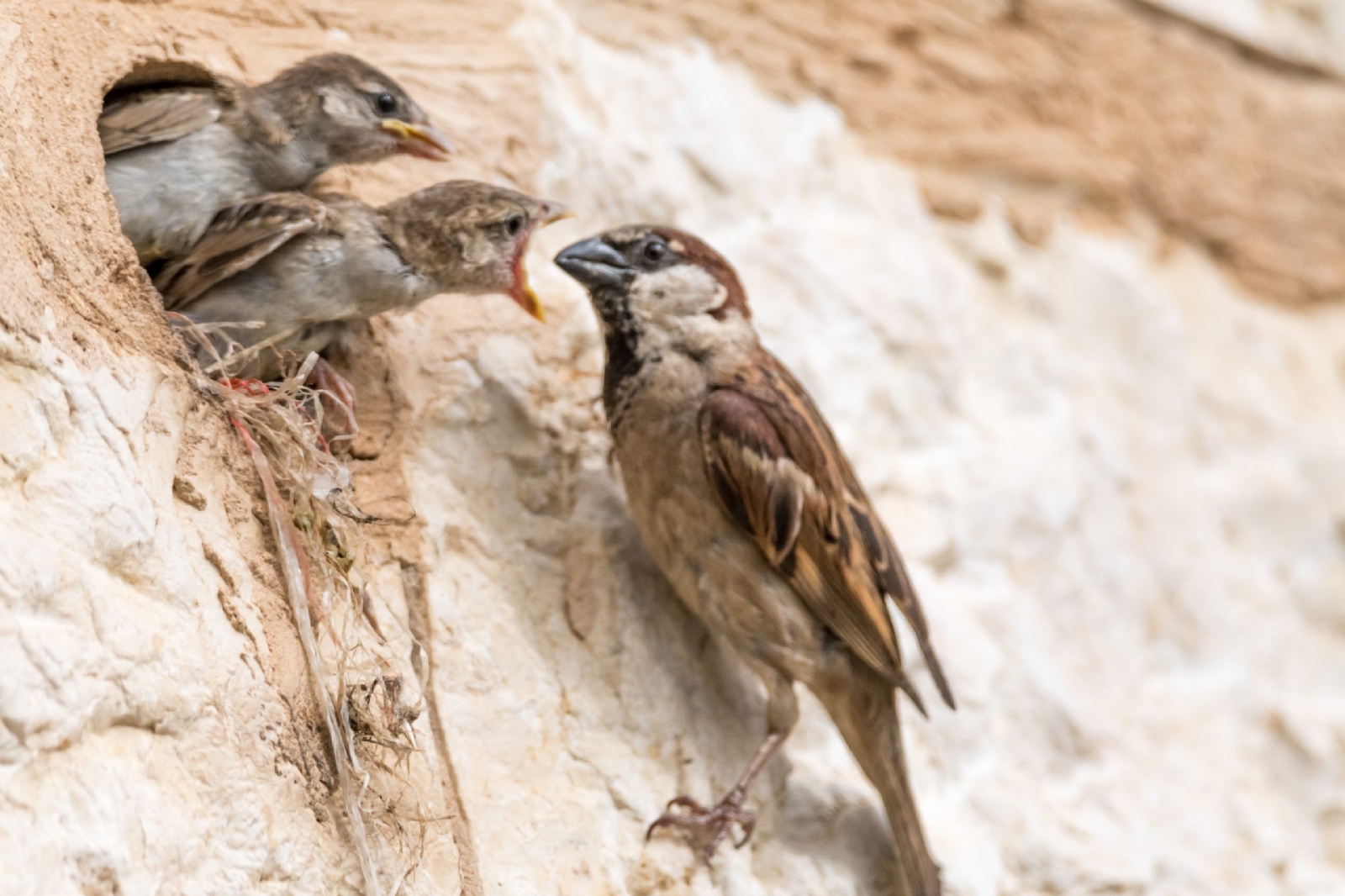 Oren-Ravid-shutterstock_1096984619-scaled