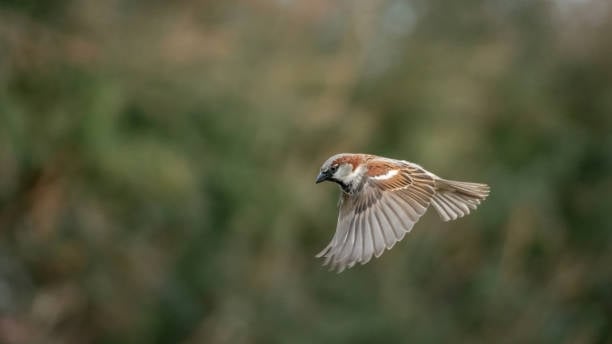 istockphoto-1432104816-612x612