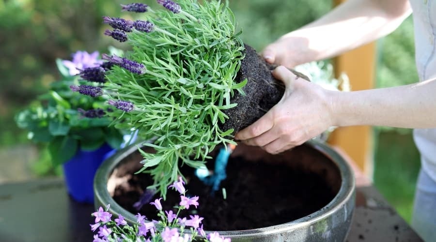 Lavanda 2