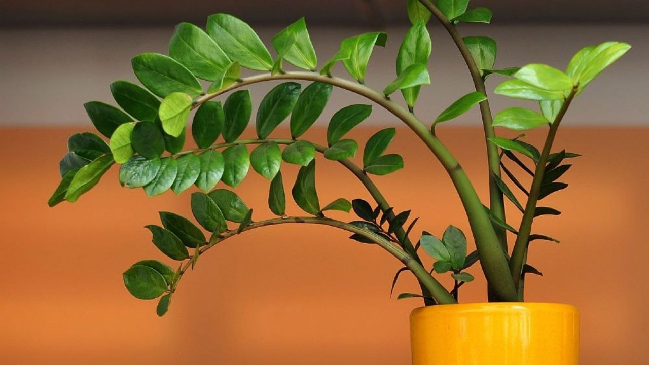 Plantas