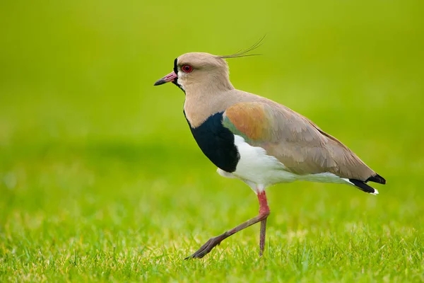 depositphotos_209844760-stock-photo-southern-lapwing-isolated-green