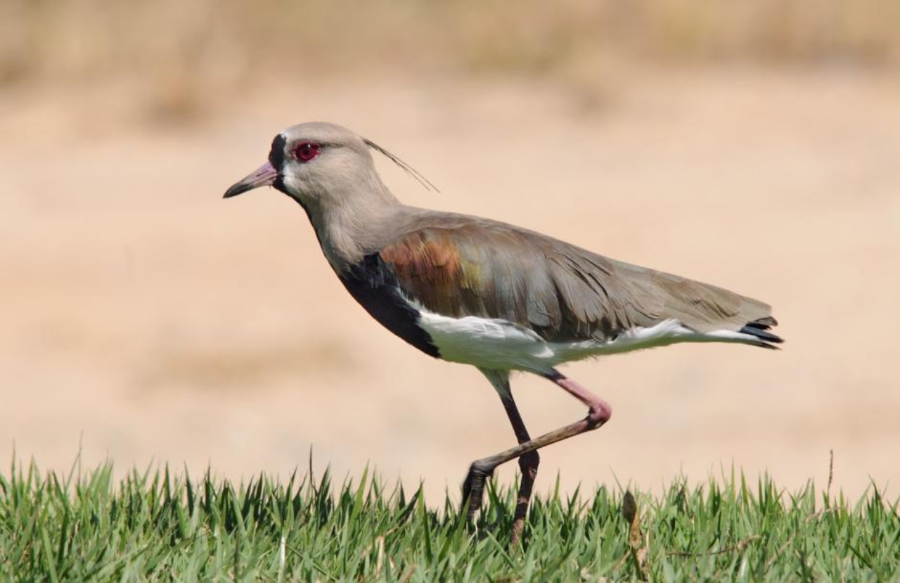 Vanellus(1)
