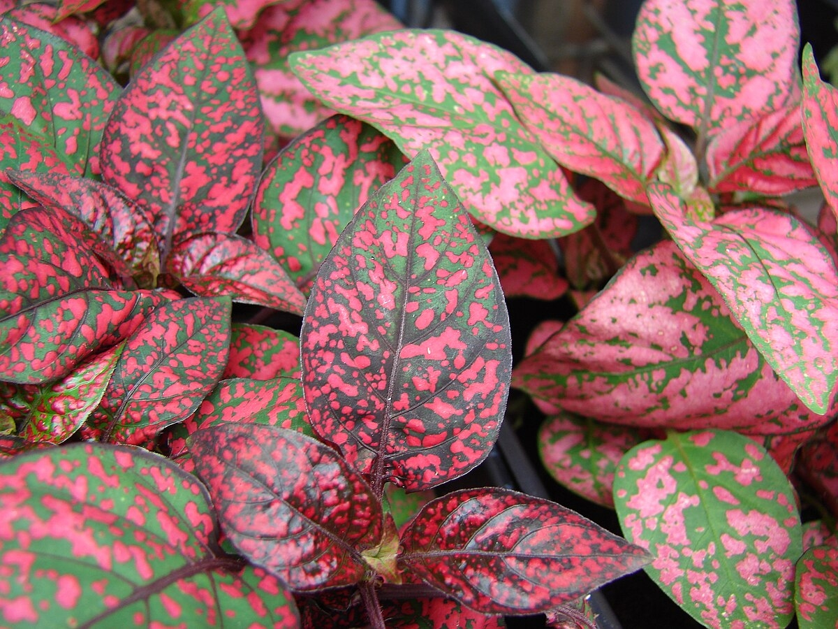 Starr_070906-8669_Hypoestes_phyllostachya