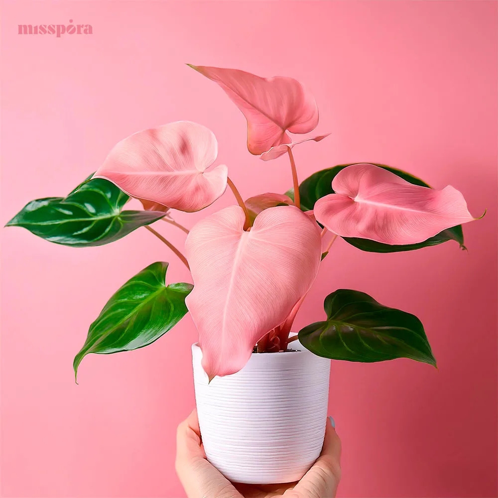 philodendron-pink-princess_02-jpg