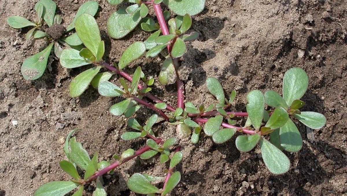 portulaca-oleracea-1jpg