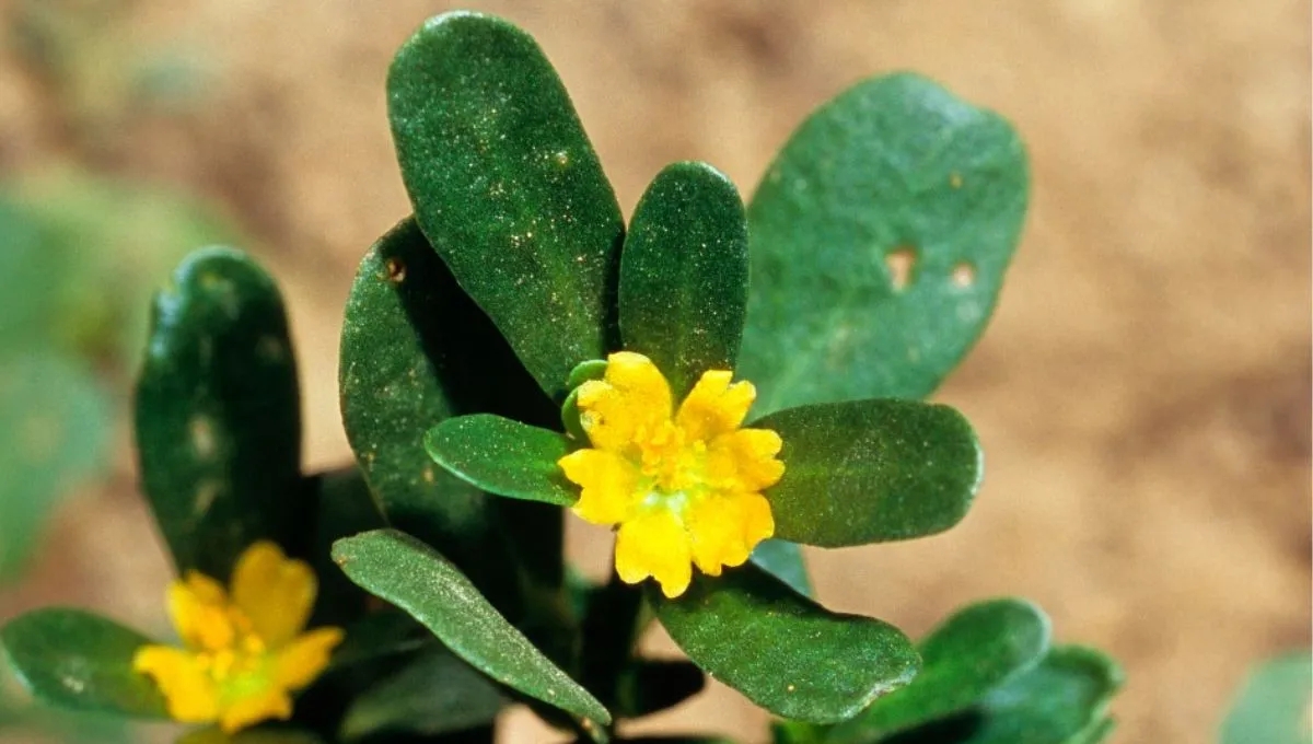 portulaca-oleracea-2jpg