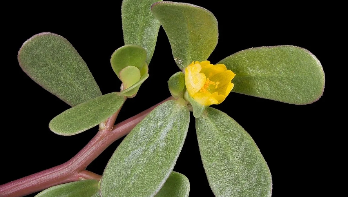 portulaca-oleraceajpg