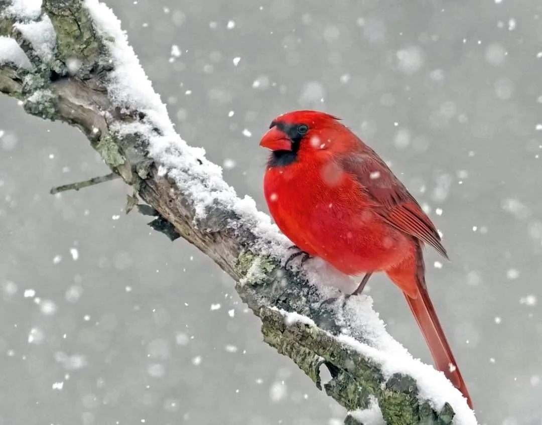 cardinal-in-the-snow-v0-ie6zopp9694e1