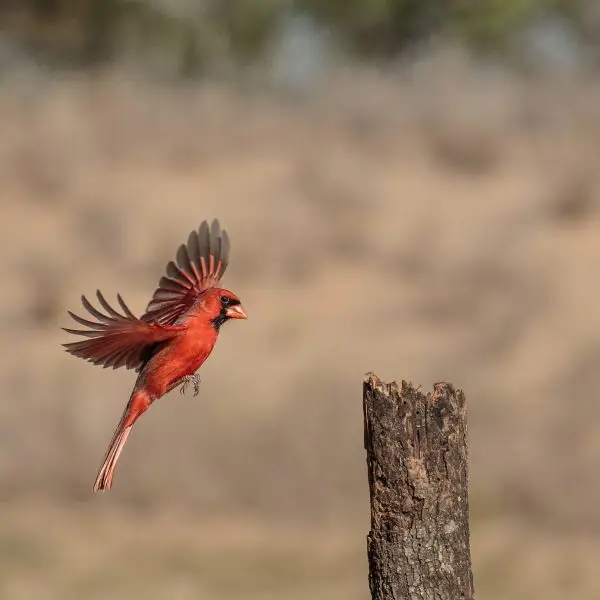 northern-cardinal-8