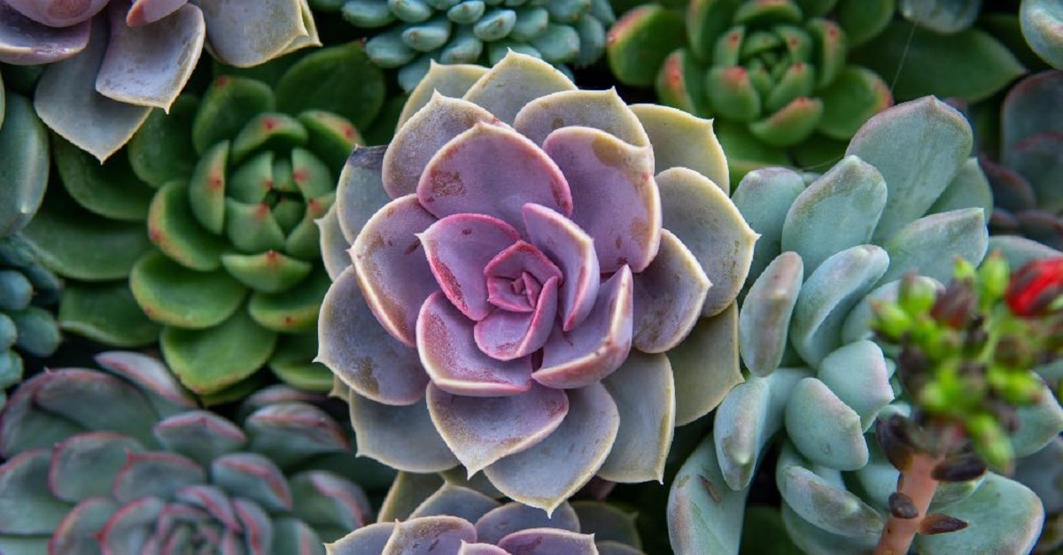 Verdecora