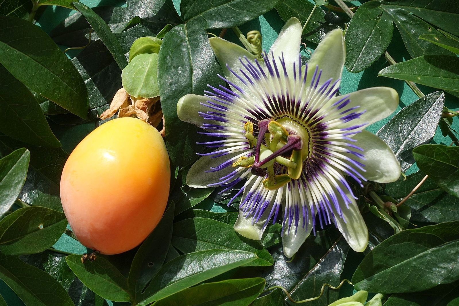 Passiflora_caerulea