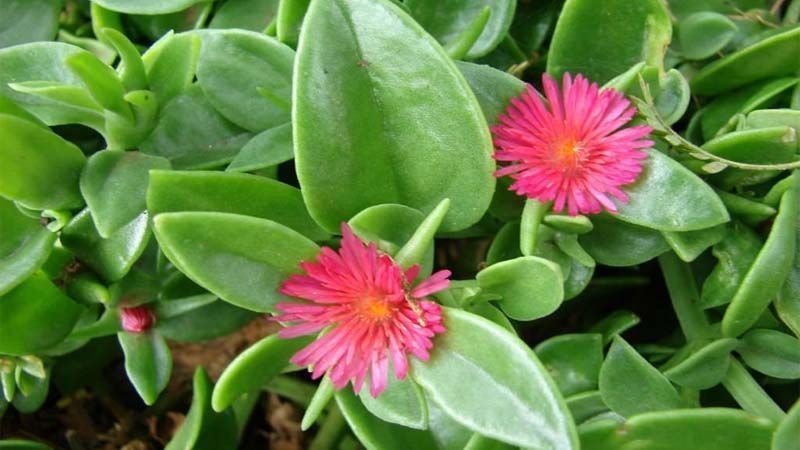 plantas fuente green leaf insumos