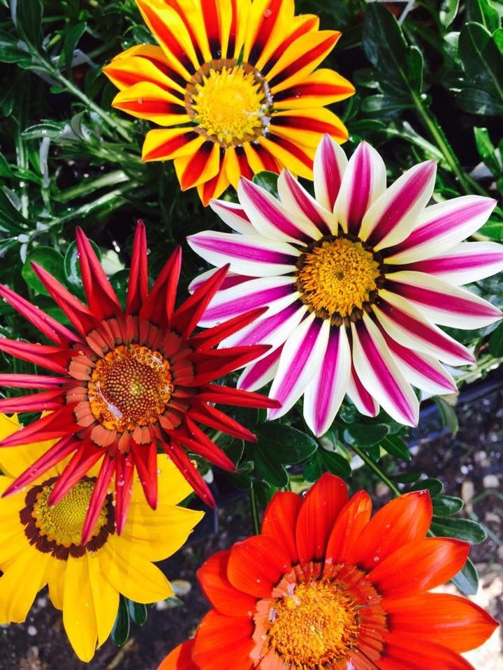 gazania 2 pinterest