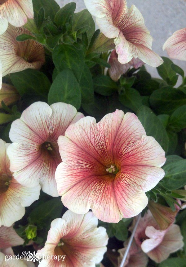 petunia 5 pinterest