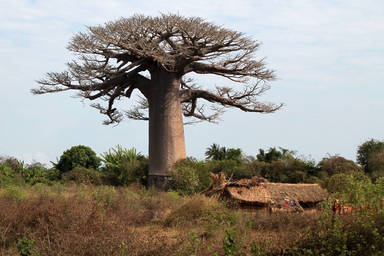 Descifrado-el-linaje-ancestral-del-baobab