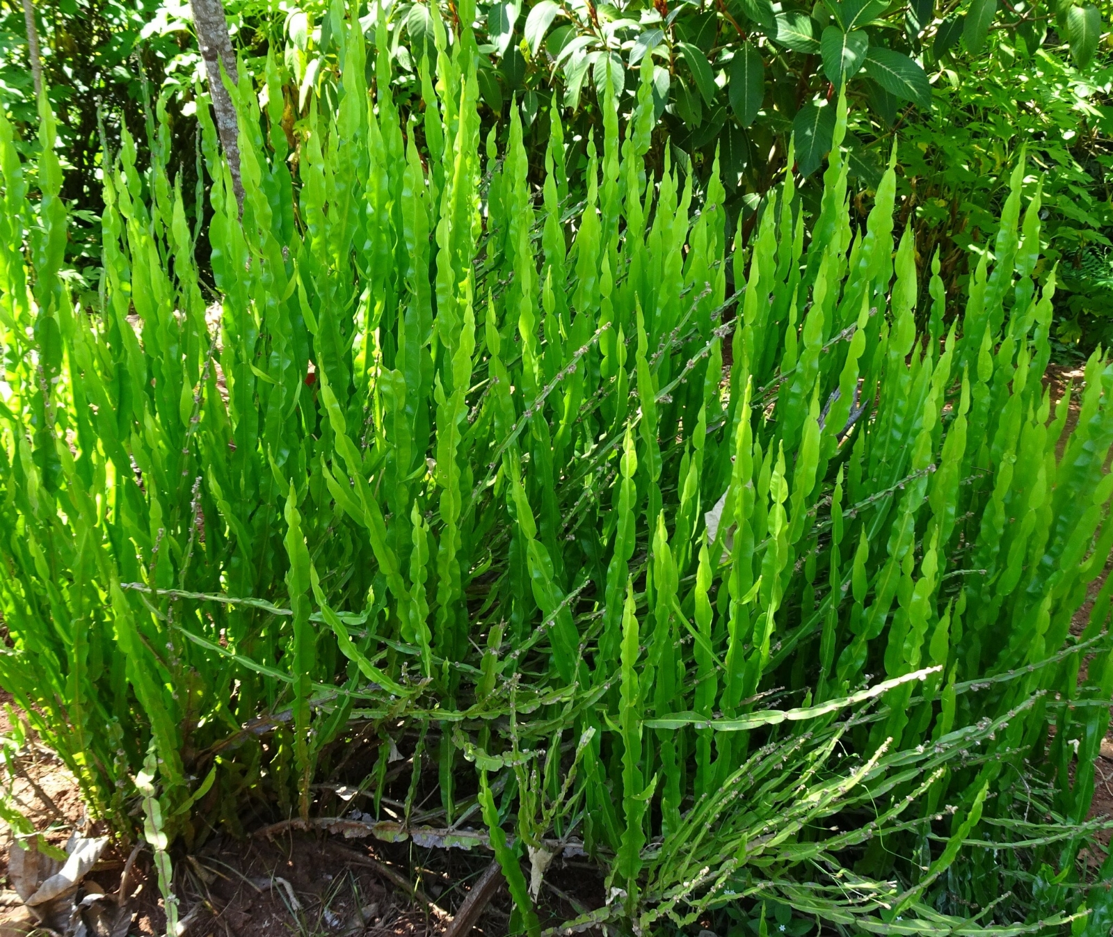 carqueja 1