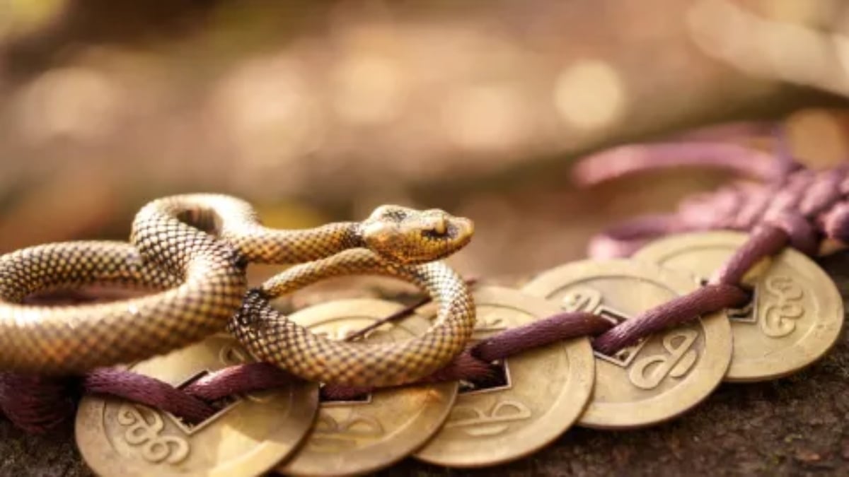 riqueza_serpiente_chino