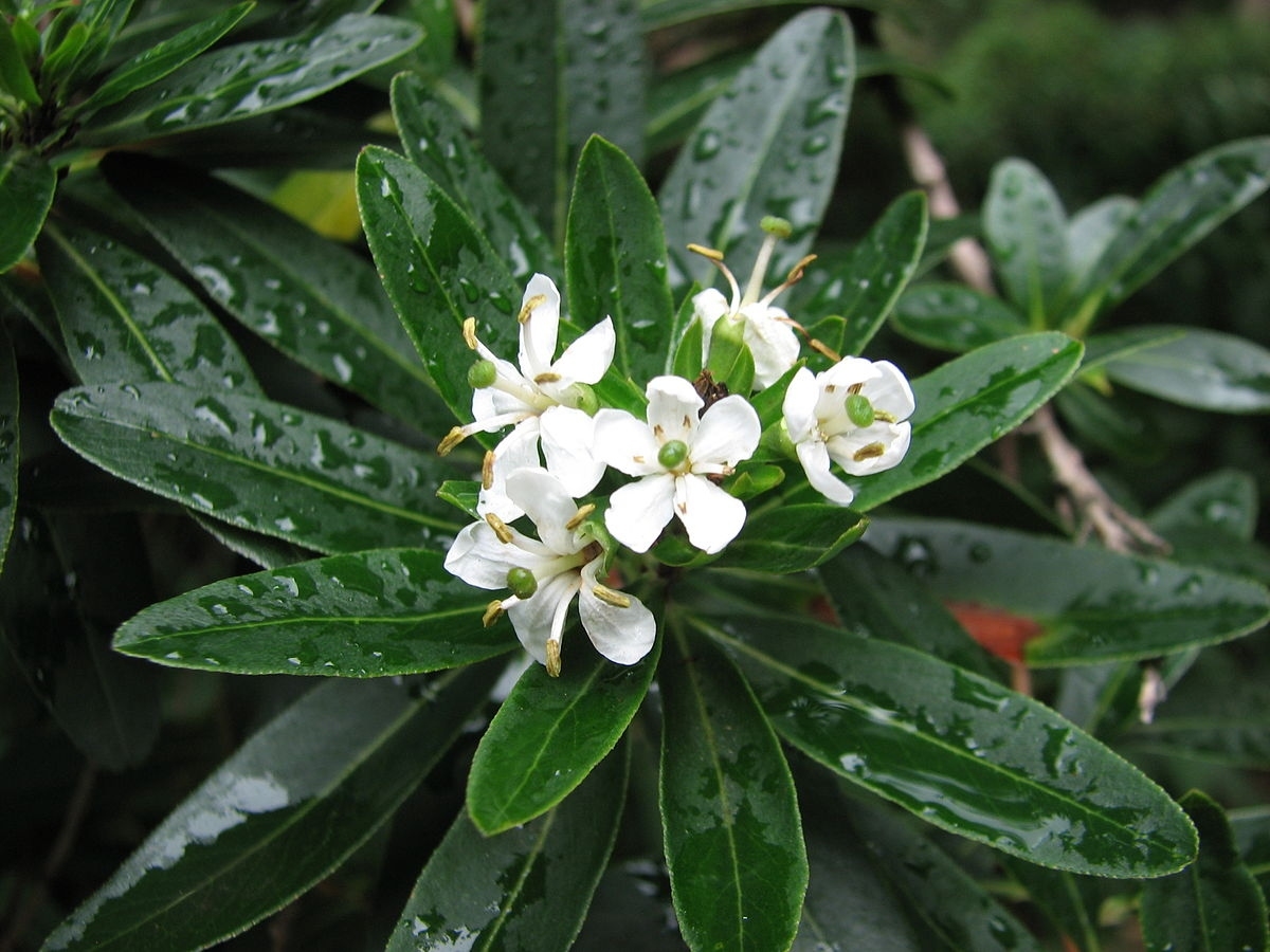 Escallonia_bifida_5074 (1)