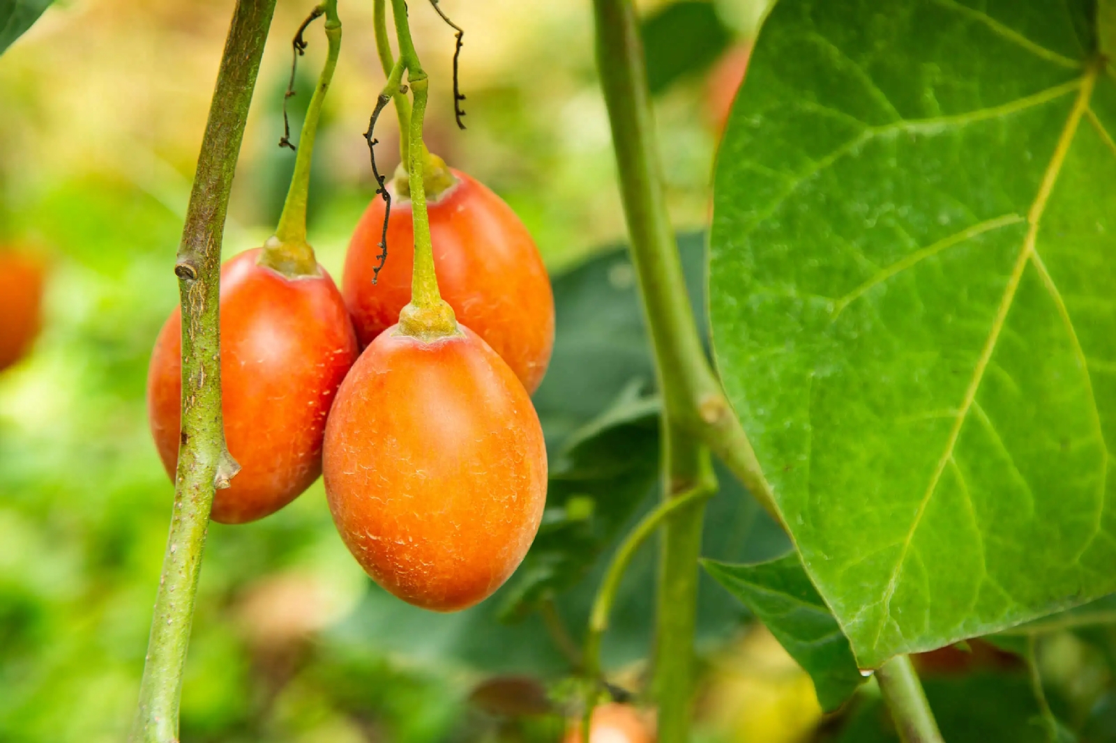 tomate-del-arbol