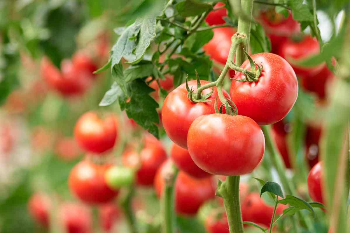 como-cultivar-una-planta-de-tomate-en-casa-y-de-muchos-frutos