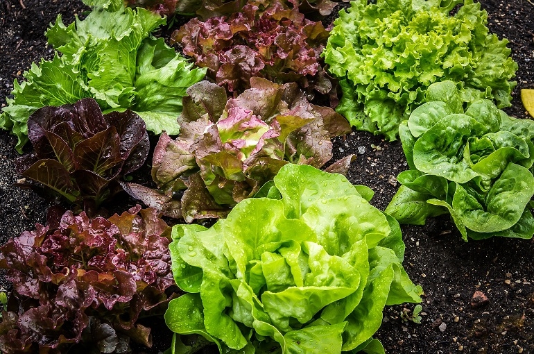 Wiki-de-la-Planta-de-Lechuga-–-Informacion-y-Usos