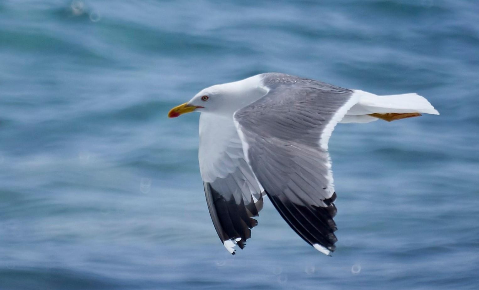 gaviota_patiamarilla_846_orig