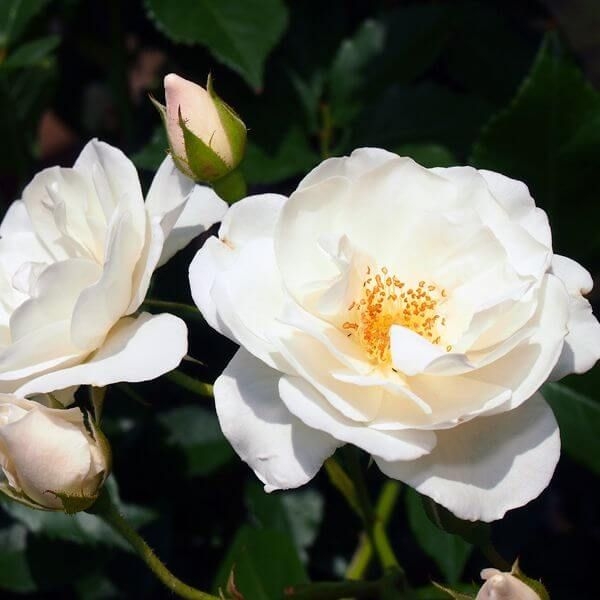 rosa iceberg pinterest