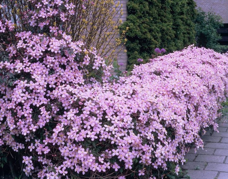 clematis pinterest