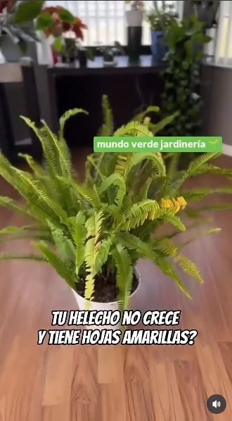 Helecho 1