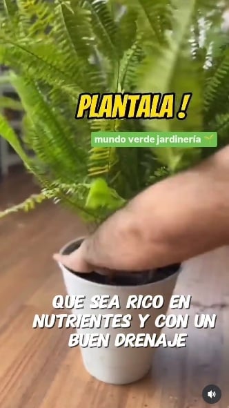 Helecho 2