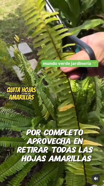 Helecho 3