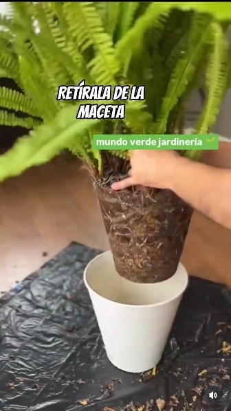 Helecho 4