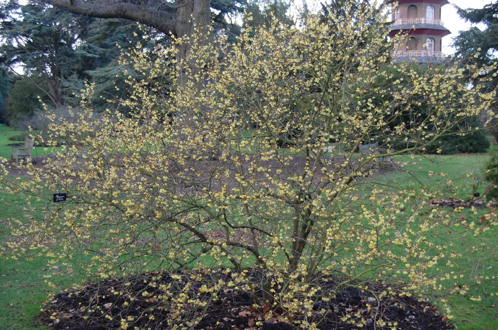 Árbol 2