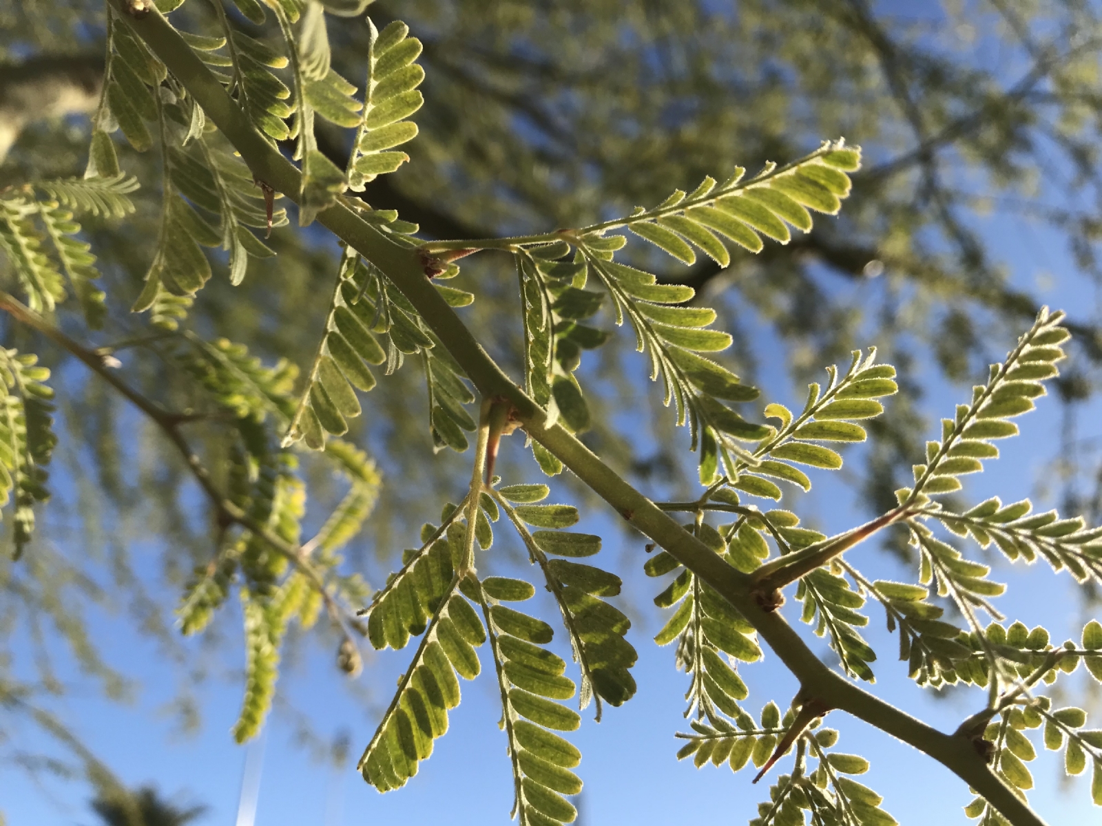 Árbol 3