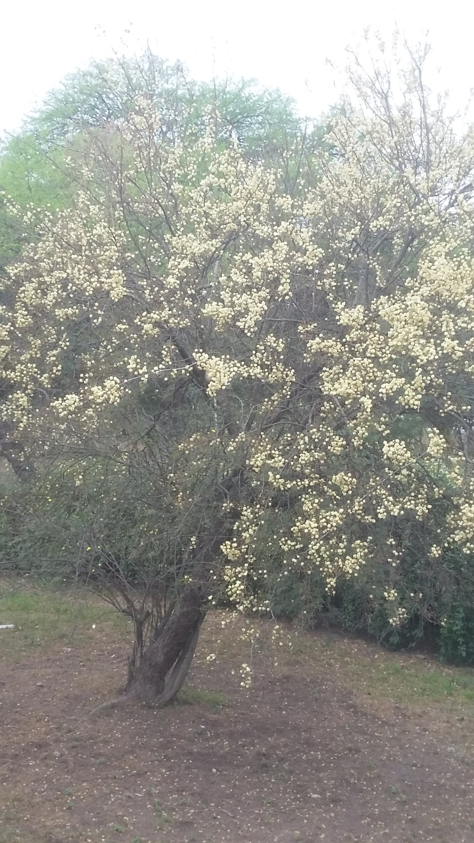 Árbol 4