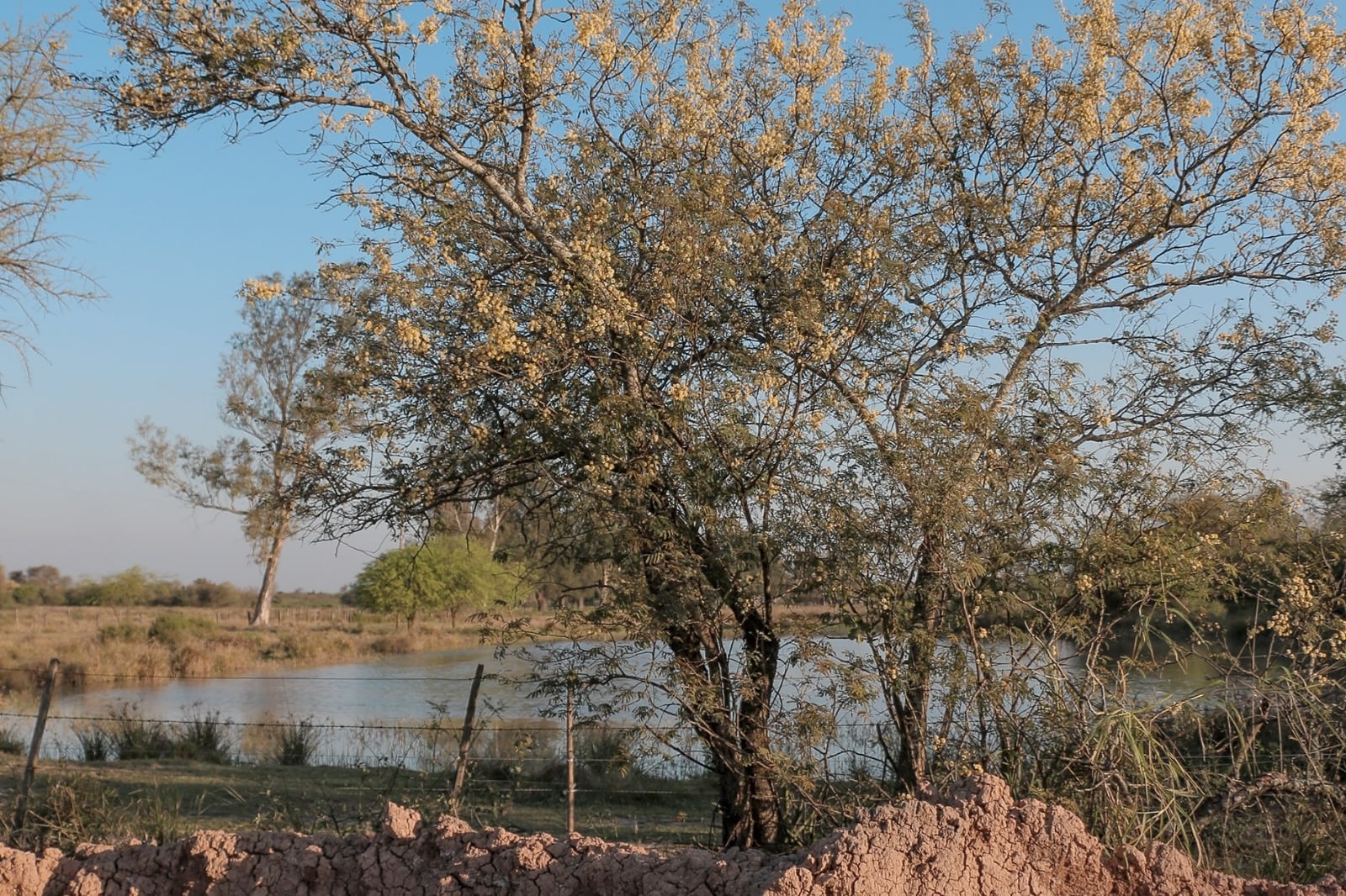 Árbol