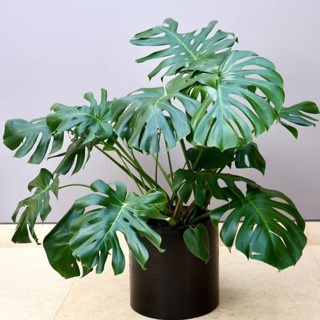 437-MONSTERA-DELICIOSA fuente Vivero El Encanto