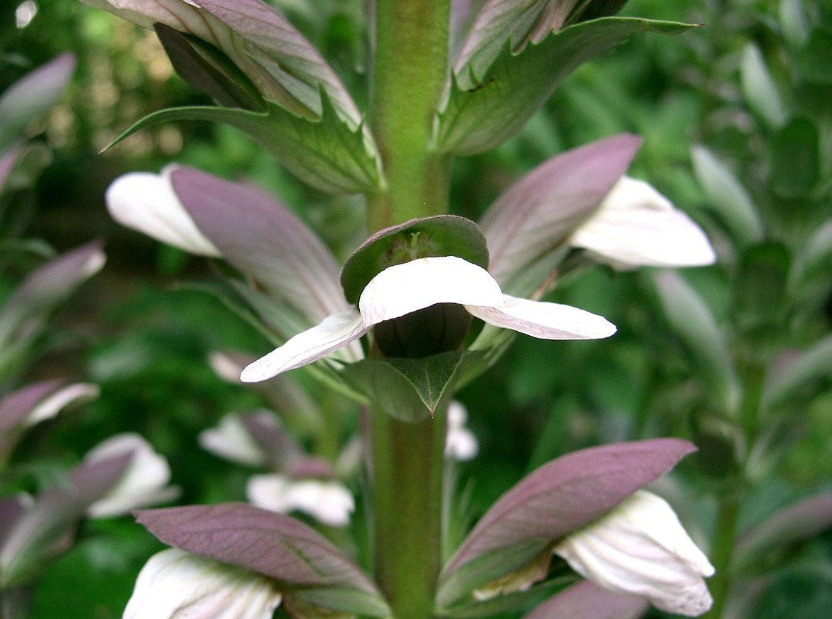 1200px-Acanthus_mollis8