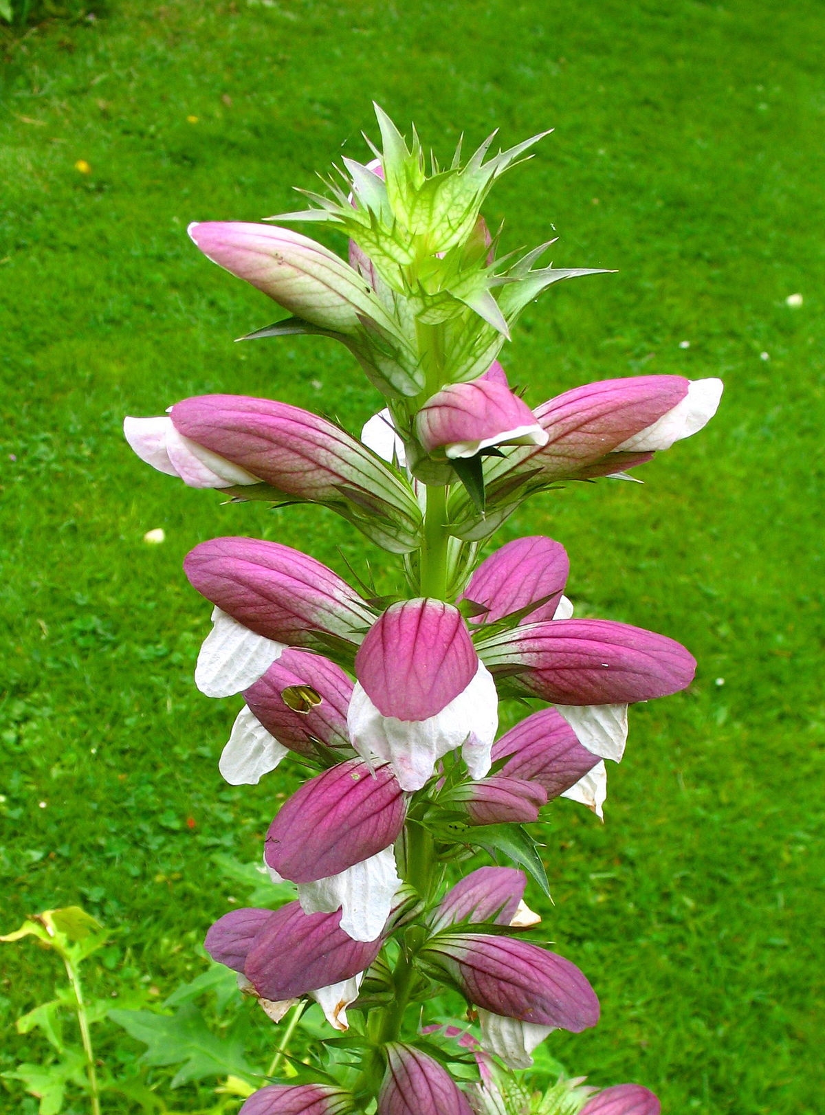 1200px-Acanthus_02