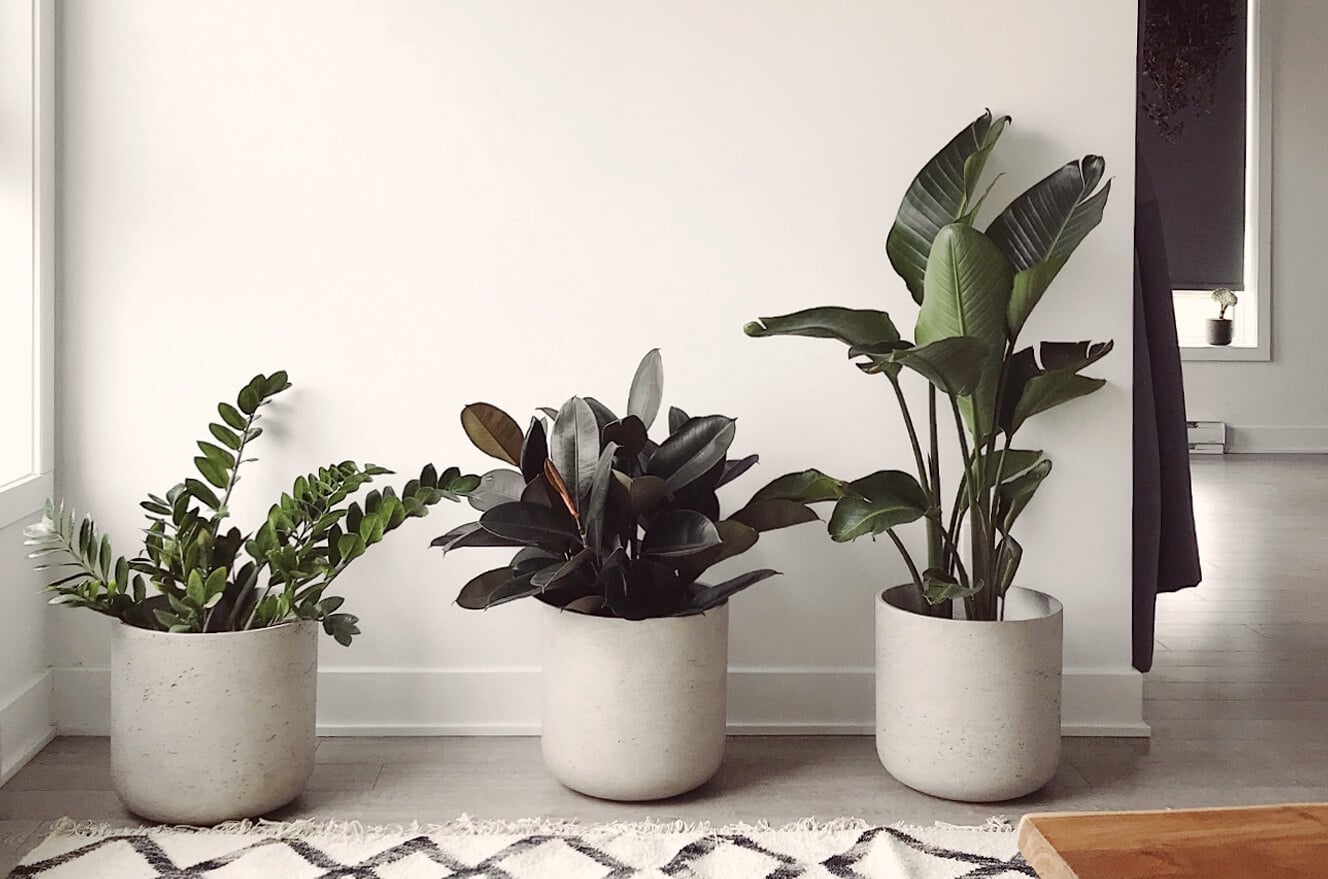 Plantas